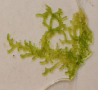 Viherlev Chaetophora incrassata